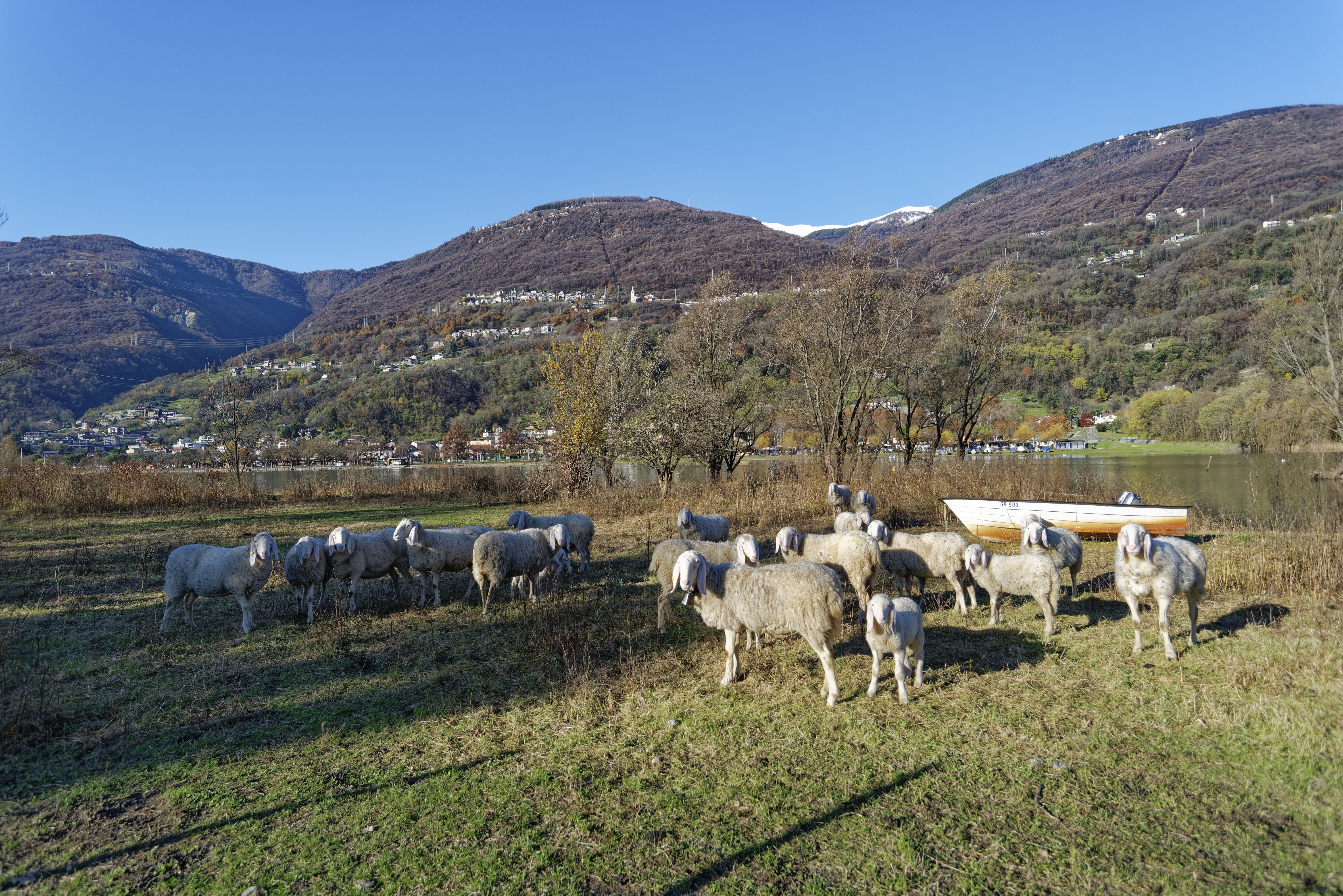 immagine del bando